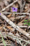 Northern bluethread